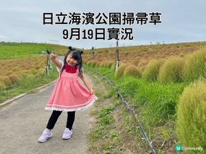 日立海濱公園｜掃把草實況