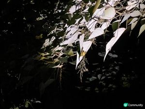 西雙版納夜遊記！🌃 螢火蟲星空等你✨