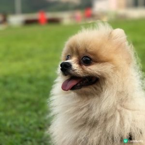 「狗狗的迪士尼樂園」️🐶