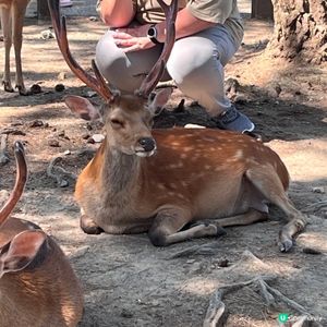 奈良鹿鹿實在太可愛啦🦌