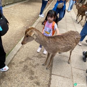 奈良親子遊！🦌摸千年歷史🏯！