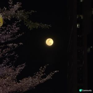 北角海濱賞月🌕浪漫爆燈！