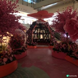 元宵花開結緣💖📸