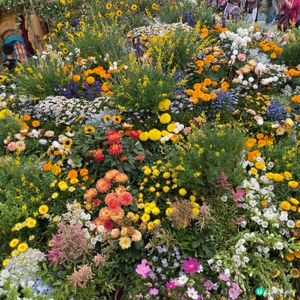 花花世界之香港花卉展覽