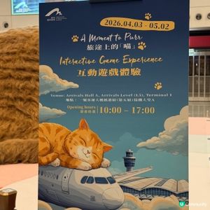 貓咪機場治癒你！🐾✈️