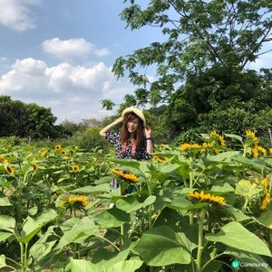 信芯園向日葵花海🌻😍