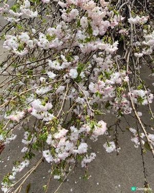 ## 深圳觀瀾湖櫻花 🙅🏻‍♀️  假到喊 😭