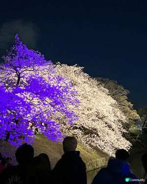舞鶴公園 💕 福岡城櫻花祭典 🌸 觀賞櫻花的日與夜