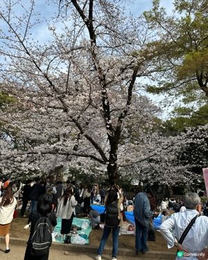 櫻花🌸之旅，GOGOGO🌬️🌬️🌬️