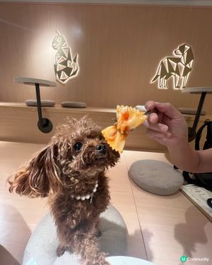 荔枝角貓狗同樂Cafe！貴婦狗🐶×駐店貓咪🐱