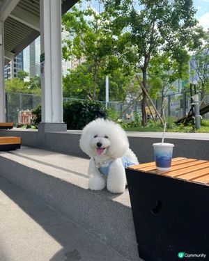 我嘅「非佛」放電之選