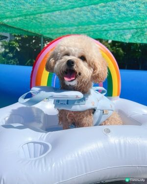 狗狗放電好去處🫧