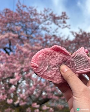 河津櫻❤️