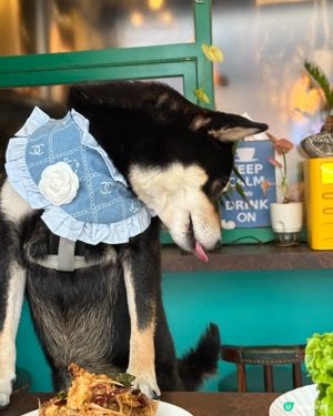 泰國pet friendly 餐廳🦀🍜🥭😋