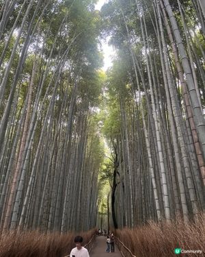 京都之旅！⛩️ 伏見稻荷嵐山攻略！🤩