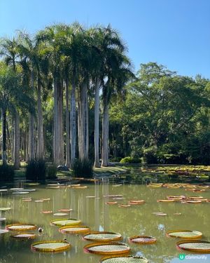 西雙版納植物園🌿！觀光車遊園攻略🚌！ 