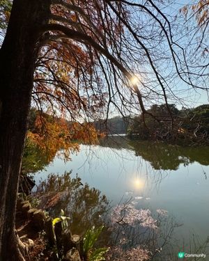 冬日限定落羽松