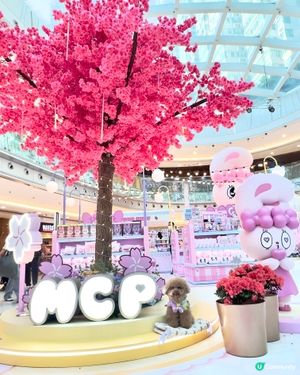 🐰新春櫻花🌸鐵道之旅