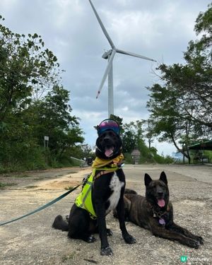 南丫島風車🎬👶🐶💨