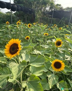 元朗信芯園