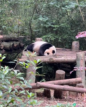成都熊貓團！🐼✨