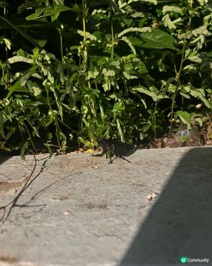 尋找飼養昆蟲🐜￼寵物專家
尋晚11點突然廚房露台勁大聲｢卡