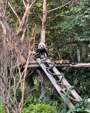 北上度假 深圳野生動物園