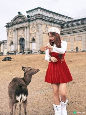 奈良小鹿攻略🦌必睇！