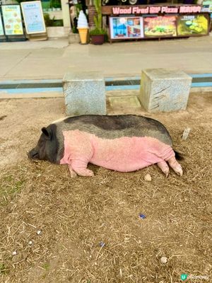 呢隻豬，打卡必備！🐷✨