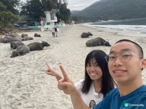 
🐮 新城貝澳露營|睇水牛+沙灘+星空,一次過滿足! 🏕