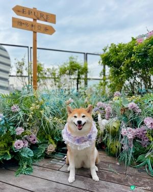 / 帶毛孩嘆下午茶 \