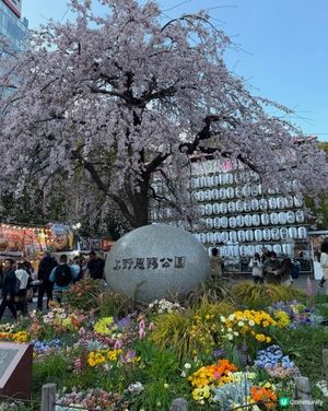 上野恩賜公園🌸超美的櫻花