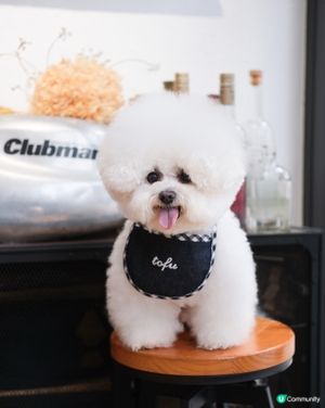 100% 全糖Tofu 一件 🧊✨