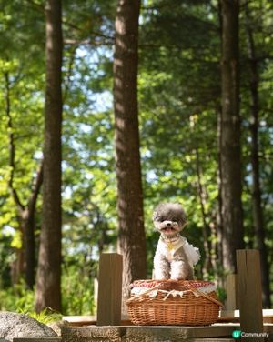 Seoul Forest 