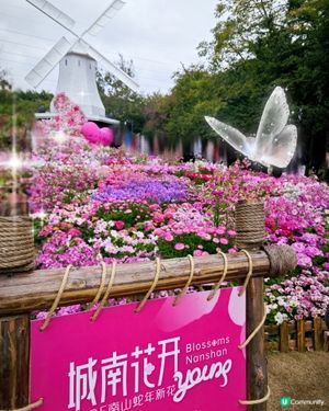 荷蘭花卉小鎮✨白色的風車︱超美花海🌷🌹︱歐式風格