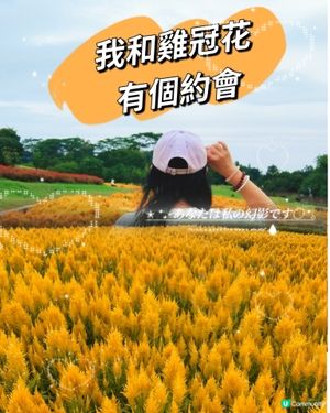 🌼🌼我愛花花🌼🌼之深圳寶安陌上花公園，黃色地氈💛