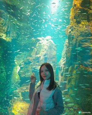 大阪海遊館🌊震撼水族館體驗！🐠