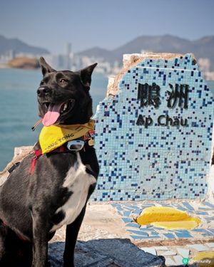 狗狗旅行團！🐾鴨洲、荔枝窩、吉澳、沙頭角🐕