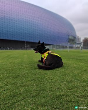啟德草地狂奔🌳🐶💨