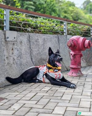 糖糖最愛😍寵物公園🐕‍🦺🐾