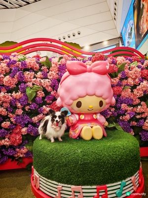 Sanrio characters x YOHO小麥肌旅行團