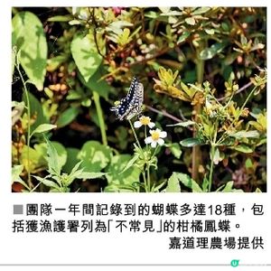 城大天台花園蝴蝶18種發現罕見柑橘鳳蝶