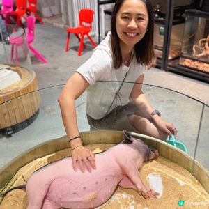 搵番我嘅同類 🐷🐷