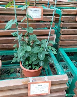 中藥園好多中藥植物