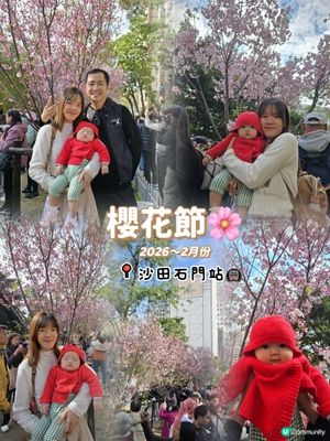 石門櫻花海🌸粉紅爆發！快閃打卡！