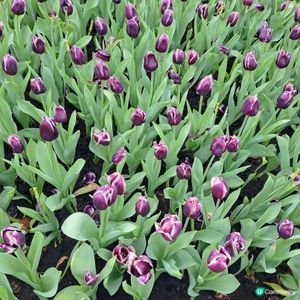 花展尾聲💐！紫羅蘭花海等你影！📸