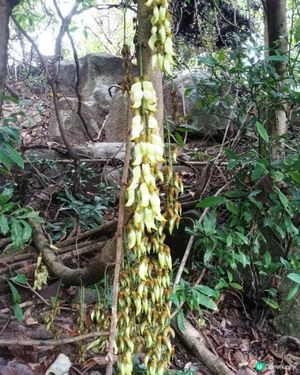 白花油麻藤開花啦