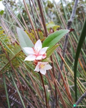 春天來到報春花