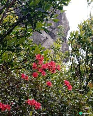 紅花陪伴獅子頭