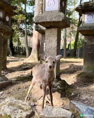 奈良の鹿の写真🦌